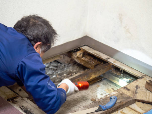 Best Professional Mold Removal  in Goodland, IN