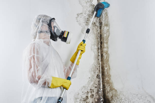 Best Commercial Mold Removal  in Goodland, IN