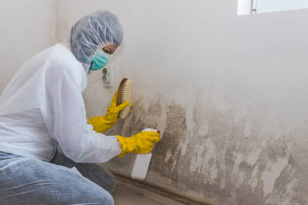 Mold Removal Process in Goodland, IN
