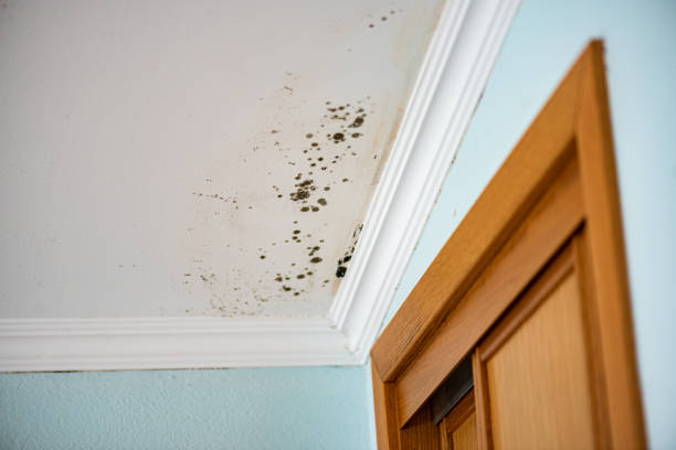 Best Attic Mold Removal  in Goodland, IN