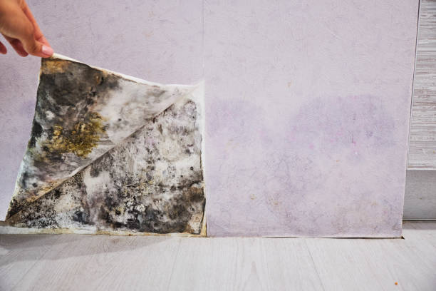 Home Mold Removal in Goodland, IN
